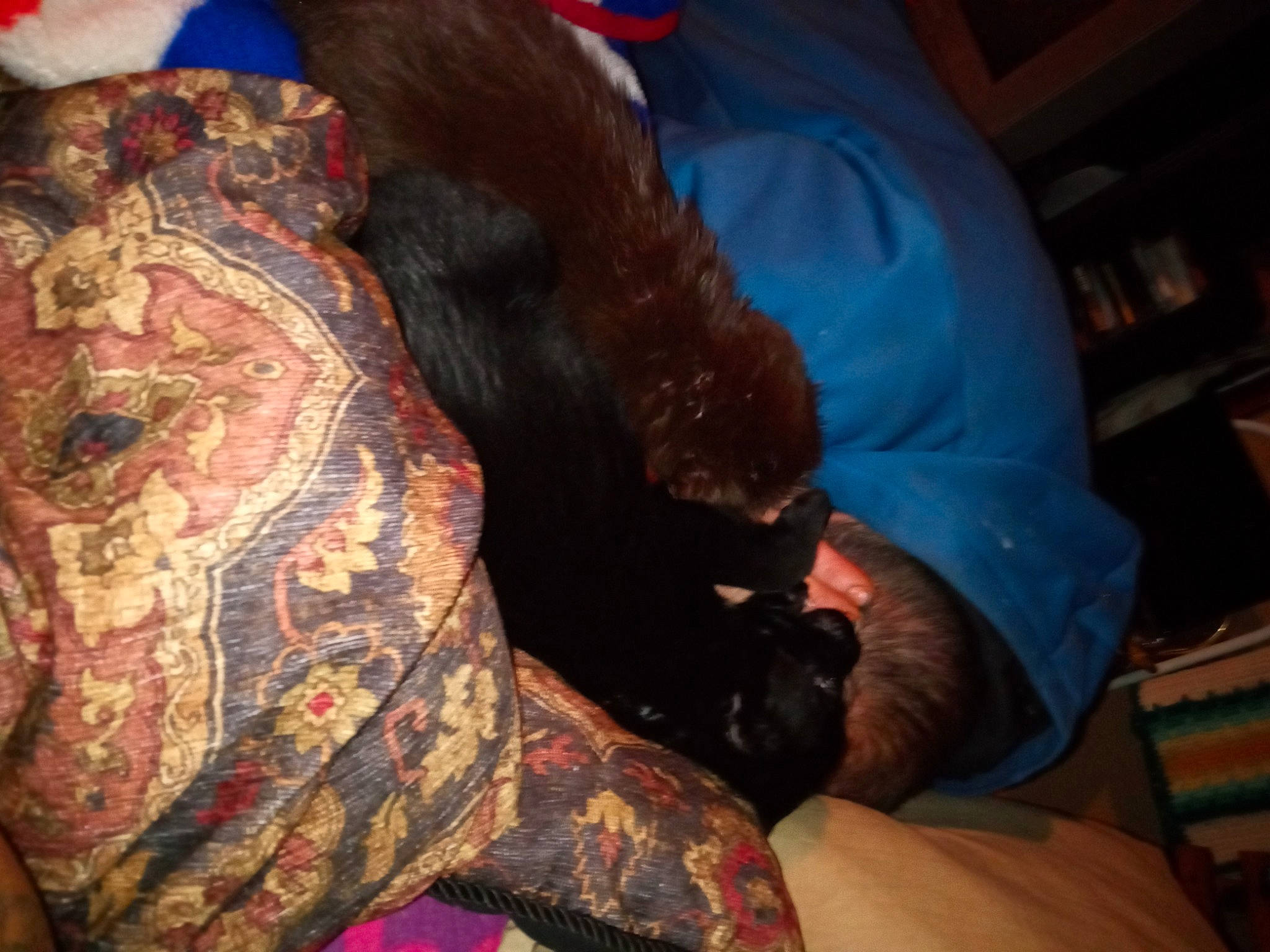 Clyde Leonard Thacker joined the competition — help win amazing prizes! bed, carnivore, comfort, companion_dog, dog, dog_breed, elbow, flesh, foot, fur, human_leg, linens, liver, pattern, room, sleeve, sporting_group, thigh, wood, wrist