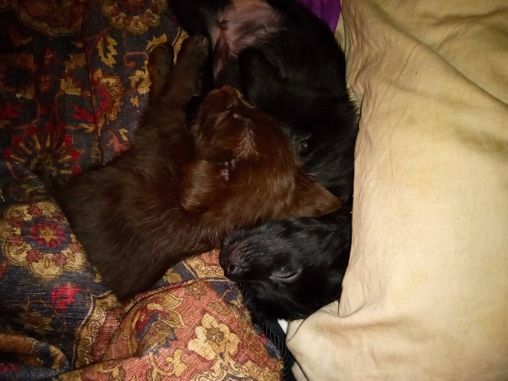 Clyde Leonard Thacker joined the competition — help win amazing prizes! brown, canidae, carnivore, comfort, companion_dog, dog, dog_breed, fur, liver, nap, non_sporting_group, sporting_group, working_animal