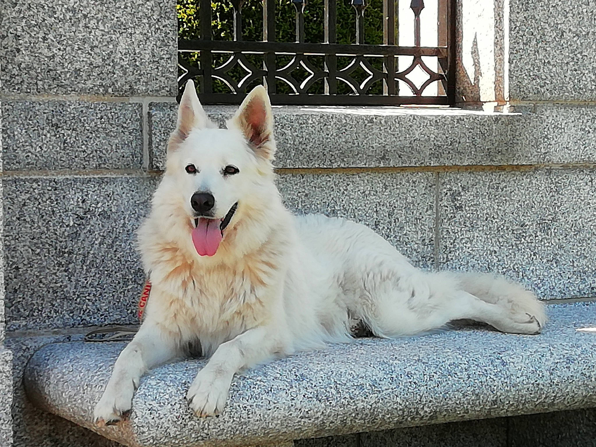 Orka a rejoint le concours — aidez-le/la à gagner de superbes lots ! berger_blanc_suisse, canaan_dog, canidae, carnivore, dog, dog_breed, herding_dog, korean_jindo_dog, mammal, pungsan_dog, rare_breed_dog, vertebrate, white_shepherd