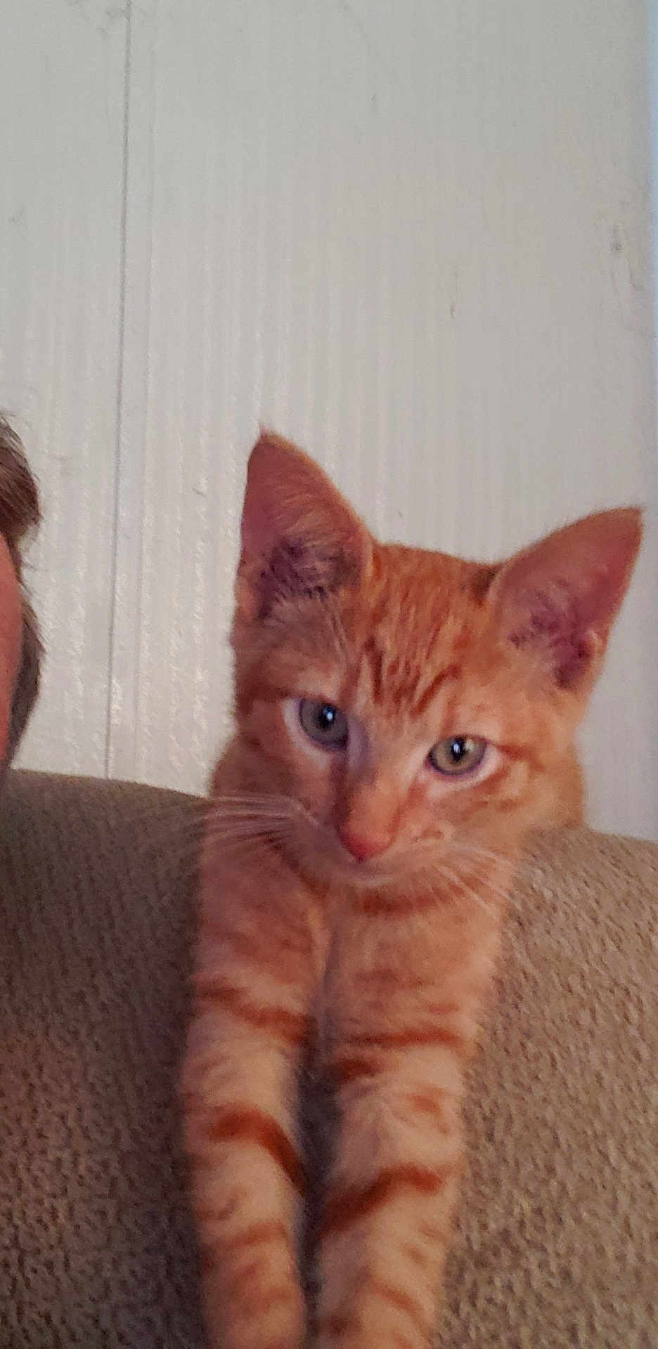 Hudson is registered to the contest to win money with this photo: cat, kitten, orange_tabby, stretching, feline, pet, indoor, closeup, fur, whiskers, ears, eyes, texture, beige, wall, person_partial, curious, young, animal, domestic