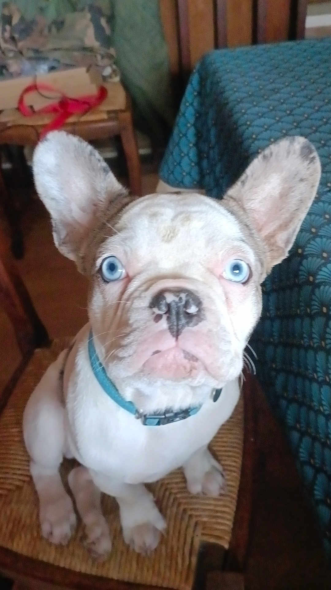 Groot a rejoint le concours — aidez-le/la à gagner de superbes lots ! french_bulldog, puppy, blue_eyes, dog, pet, indoor, chair, woven_chair, collar, cute, animal, looking_up, young_dog, ears_up, close_up, home, furniture, tablecloth, floor, curious