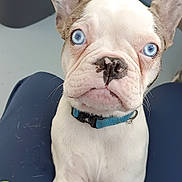 Groot participe au concours pour gagner de l'argent avec cette photo : animal, blue_eyes, blue_pants, cleaning_supplies, close_up, clothing, collar, companion, curious_expression, dog, domestic, floor, front_paws, indoor, lap, looking_up, mop_bucket, pet, pet_hair, white_dog