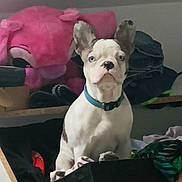 Groot a rejoint le concours — aidez-le/la à gagner de superbes lots ! dog, puppy, french_bulldog, blue_eyes, collar, indoor, basket, clothing, plush_toy, pink, stuffed_animal, sitting, alert, pet, cute, animal, furniture, home, portrait, young