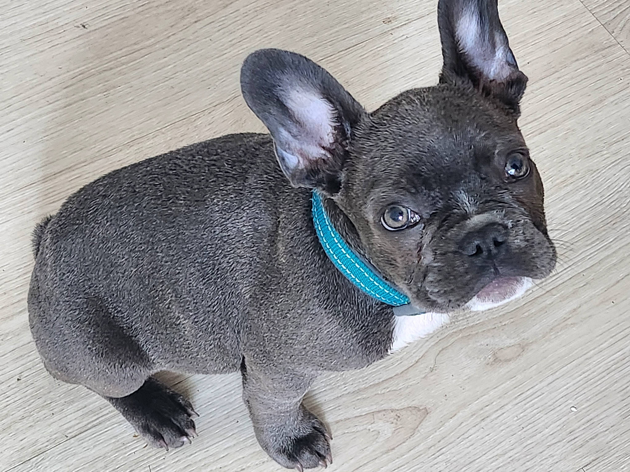 Urtis participe au concours pour gagner de l'argent avec cette photo : bulldog, canidae, carnivore, companion_dog, dog, dog_breed, ear, fawn, french_bulldog, fur, non_sporting_group, pug, snout, sporting_group, tail, terrestrial_animal, toy_dog, whiskers, working_animal, wrinkle