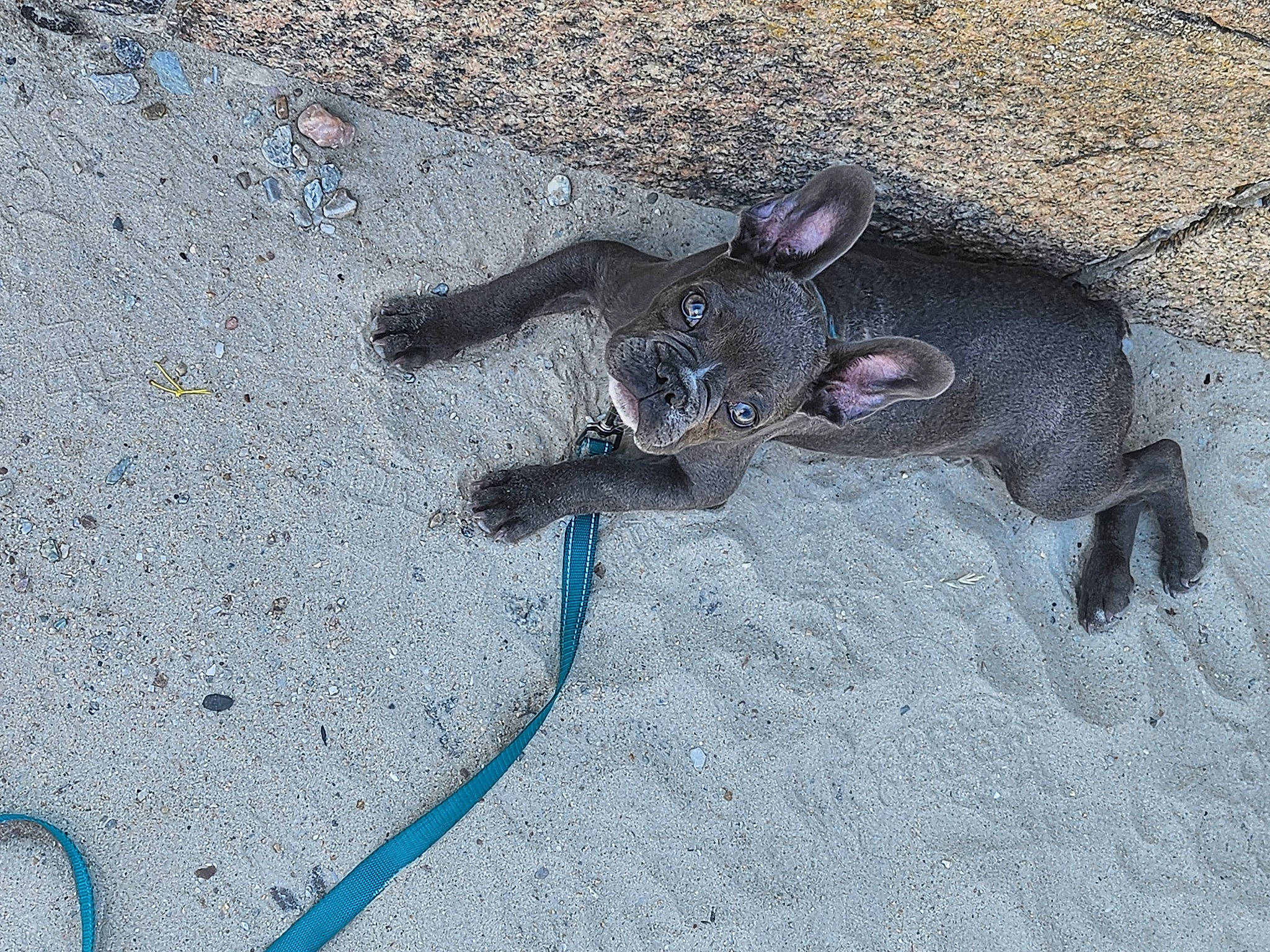 Urtis a rejoint le concours — aidez-le/la à gagner de superbes lots ! asphalt, canidae, carnivore, concrete, dog, dog_breed, electric_blue, fawn, grey, leash, pest, road_surface, sand, shadow, sidewalk, soil, sporting_group, tail, tar, terrestrial_animal