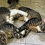 animal, cat, companions, cute, domestic_cat, ears, feline, floor, fur, indoor, lying_down, paws, pets, playful, resting, striped, tabby, tile_floor, two_animals, whiskers