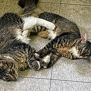 Gizmo N Dora is registered to the contest to win money with this photo: adorable, animal, cat, companions, cute, domestic, floor, friendship, fur, indoor, laying, paws, pet, playful, relaxing, sleepy, tabby, tile, two, whiskers
