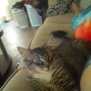 Gizmo is registered to the contest to win money with this photo: blur, cat, colorful_shirt, couch, cozy, feline, furniture, home, indoor, kitten, laundry_basket, living_room, person, pet, relaxing, resting, sleeping, tabby, table, tie_dye