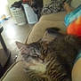 blur, cat, colorful_shirt, couch, cozy, feline, furniture, home, indoor, kitten, laundry_basket, living_room, person, pet, relaxing, resting, sleeping, tabby, table, tie_dye