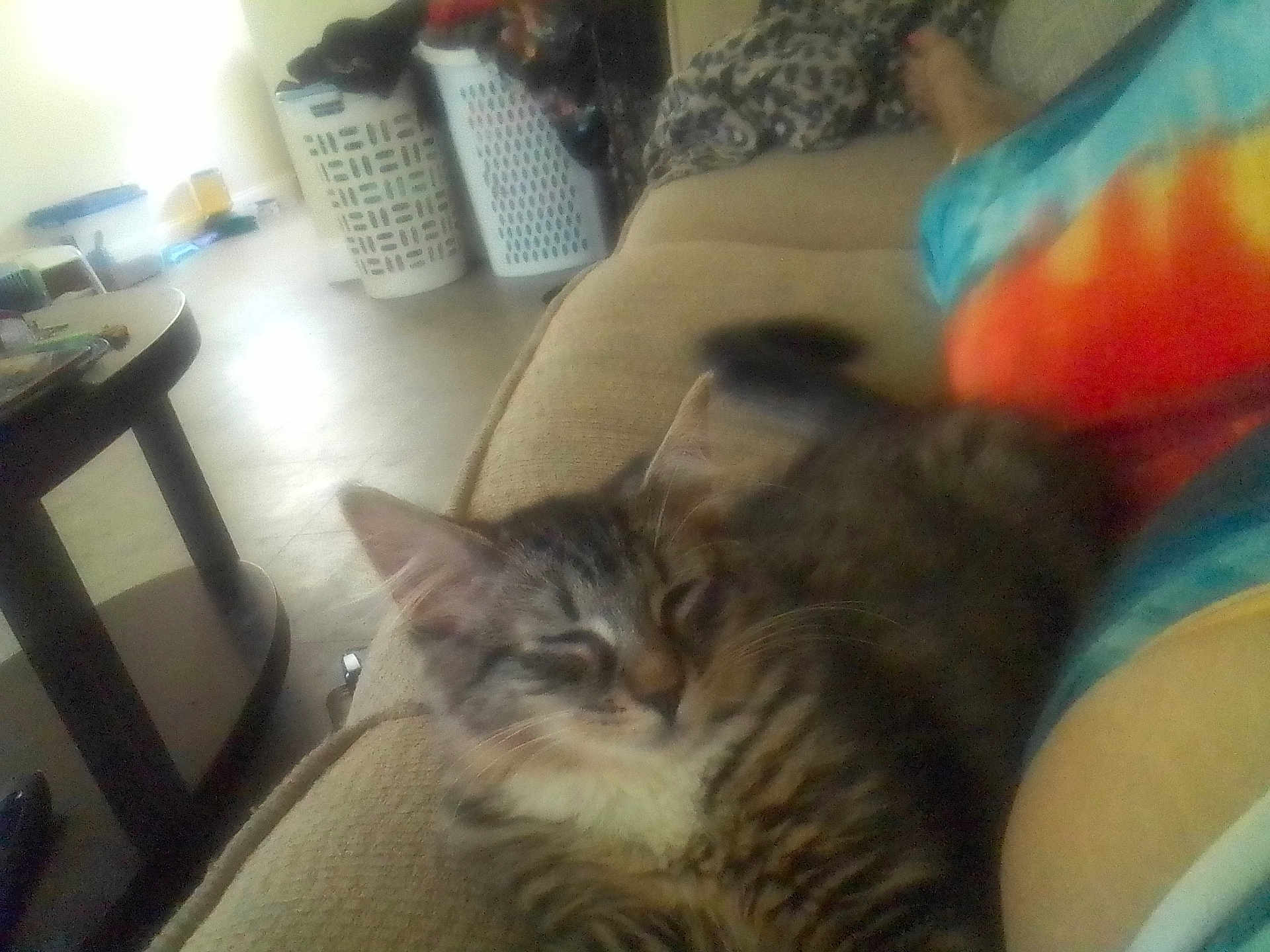 Gizmo