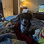 River Thames joined the competition — help win amazing prizes! dog, bed, blanket, indoor, lamp, fish_tank, furniture, door, cozy, pet, animal, resting, curious, room, wooden_furniture, lighting, collar, brown, white, black