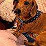 Charlie Chaplin joined the competition — help win amazing prizes! dog, dachshund, pet, animal, brown_dog, indoor, person, lap, bandana, polka_dot, fur, collar, relaxed, cute, companionship, snout, ears, legs, paw, close_up