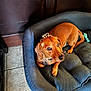 Charlie Chaplin is registered to the contest to win money with this photo: dog, pet_bed, brown_dog, bow, indoor, tile_floor, cozy, small_dog, furniture, animal, canine, resting, collar, toy, paw, cute, blurred, looking, domestic, relaxed