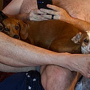 Charlie Chaplin is registered to the contest to win money with this photo: dog, canine, pet, brown_dog, white_dog, resting, couch, bare_skin, human_leg, human_hand, smartphone, indoor, relaxation, comfort, closeup, furry, companionship, casual, three_dogs, lounging