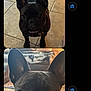 Wednesday joined the competition — help win amazing prizes! dog, french_bulldog, black_dog, pet, indoor, tile_floor, close_up, portrait, ears, face, animal, cute, companion, looking, standing, floor, canine, fur, domestic_animal, eyes