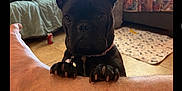 Wednesday joined the competition — help win amazing prizes! dog, french_bulldog, puppy, pet, indoor, living_room, couch, cushion, rug, floor, human_leg, paw, ears, black_dog, curious, looking, home, cozy, animal, domestic