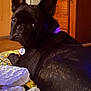Wednesday joined the competition — help win amazing prizes! dog, french_bulldog, black_dog, pet, indoor, quilt, blanket, furniture, wood_cabinet, ear, face, collar, tag, lying_down, looking_back, cozy, home, animal, companion, domestic