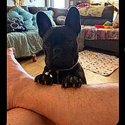 Wednesday is registered to the contest to win money with this photo: dog, french_bulldog, puppy, pet, indoor, living_room, couch, cushion, rug, floor, human_leg, paw, ears, black_dog, curious, looking, home, cozy, animal, domestic