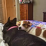 Ripley joined the competition — help win amazing prizes! dog, bed, blanket, collar, indoor, furniture, wooden_dresser, quilt, brown_spot, black_dog, resting, pet, animal, cozy, sleeping, companion, cute, relaxed, home, domestic