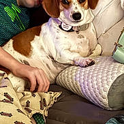 Ripley joined the competition — help win amazing prizes! dog, person, sleeping, pillow, blanket, resting, indoor, closeup, brown_and_white, couch, relaxing, pet, collar, hand, comfort, nap, calm, young_person, face, rest