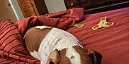 Ripley is registered to the contest to win money with this photo: dog, bed, blanket, indoor, dorm_room, furniture, fish_tank, brown_and_white, pet, resting, cozy, canine, domestic, relaxed, bedroom, decor, wooden_furniture, toy, sleepy, quiet
