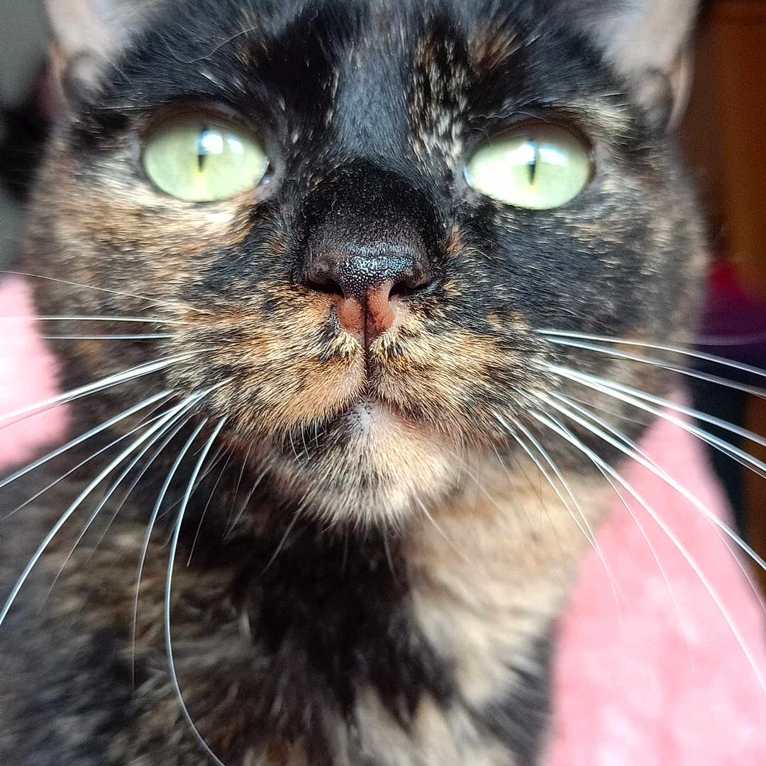 Kitty participe au concours pour gagner de l'argent avec cette photo : alert, animal, cat, close_up, closeup_face, curious, cute, domestic_cat, feline, fur, green_eyes, indoor, mammal, pet, pink_background, portrait, soft_texture, tortoiseshell, whisker_detail, whiskers