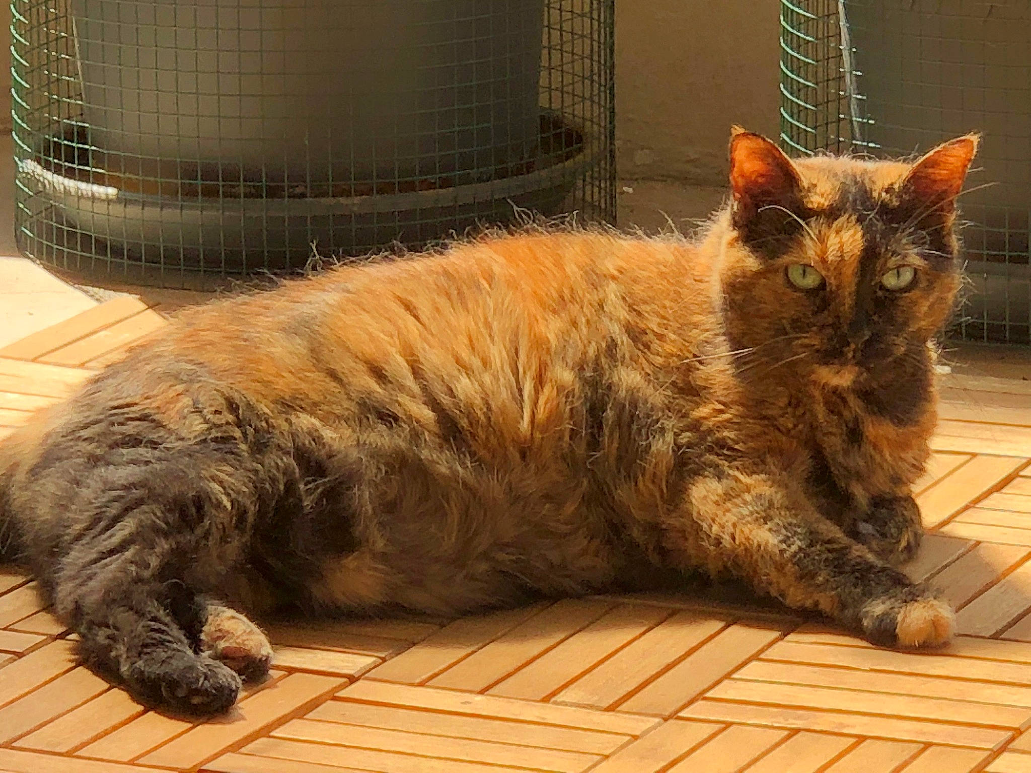 Brindille a rejoint le concours — aidez-le/la à gagner de superbes lots ! asian, british_semi_longhair, carnivore, cat, claw, domestic_long_haired_cat, domestic_short_haired_cat, dragon_li, european_shorthair, fawn, felidae, fur, german_rex, mammal, paw, small_to_medium_sized_cats, tabby_cat, tail, vertebrate, whiskers