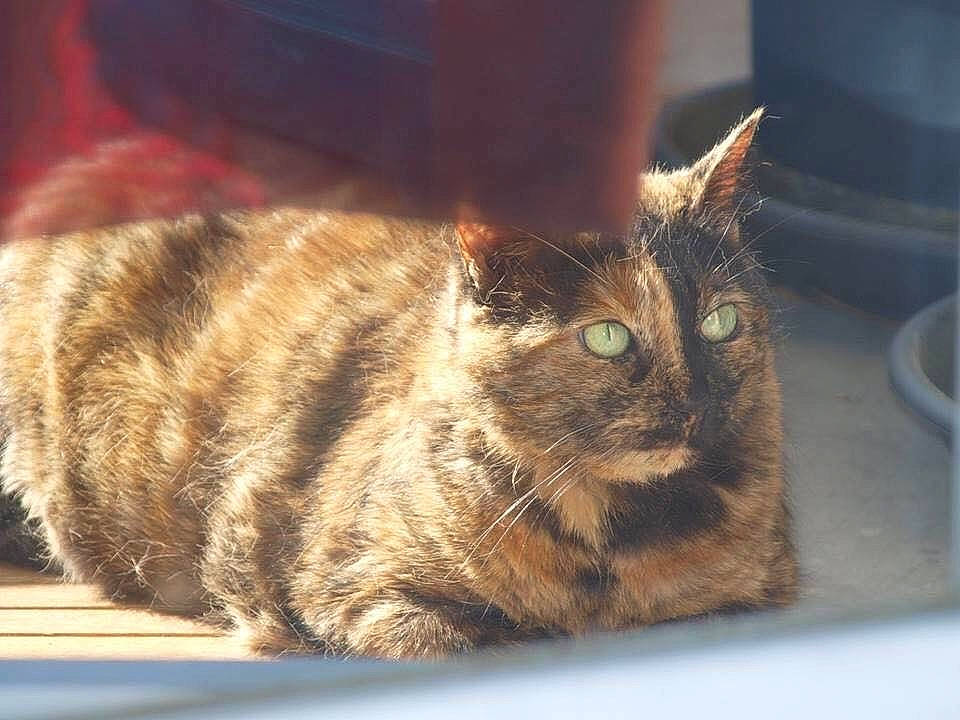 Brindille a rejoint le concours — aidez-le/la à gagner de superbes lots ! aegean_cat, asian, california_spangled, carnivore, cat, domestic_short_haired_cat, dragon_li, european_shorthair, eye, felidae, fur, german_rex, mammal, sky, small_to_medium_sized_cats, snout, tabby_cat, tail, toyger, whiskers