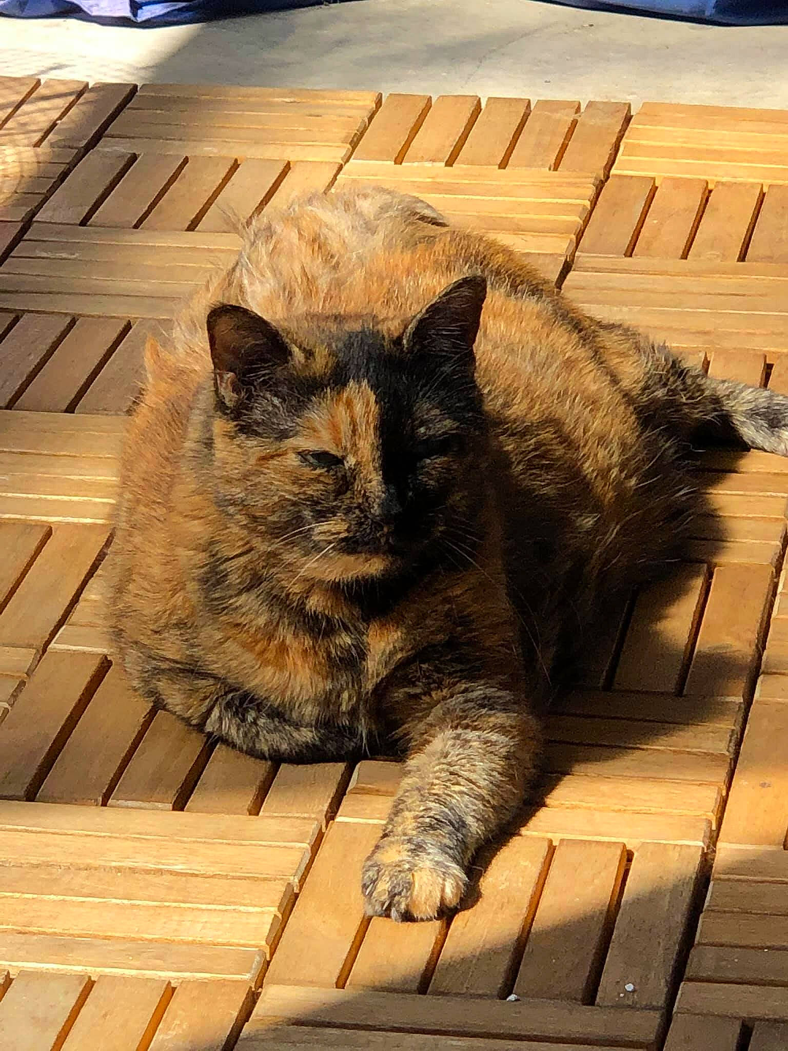 Brindille participe au concours pour gagner de l'argent avec cette photo : carnivore, cat, claw, domestic_short_haired_cat, european_shorthair, fawn, felidae, floor, flooring, paw, small_to_medium_sized_cats, snout, tabby_cat, tail, whiskers, wood