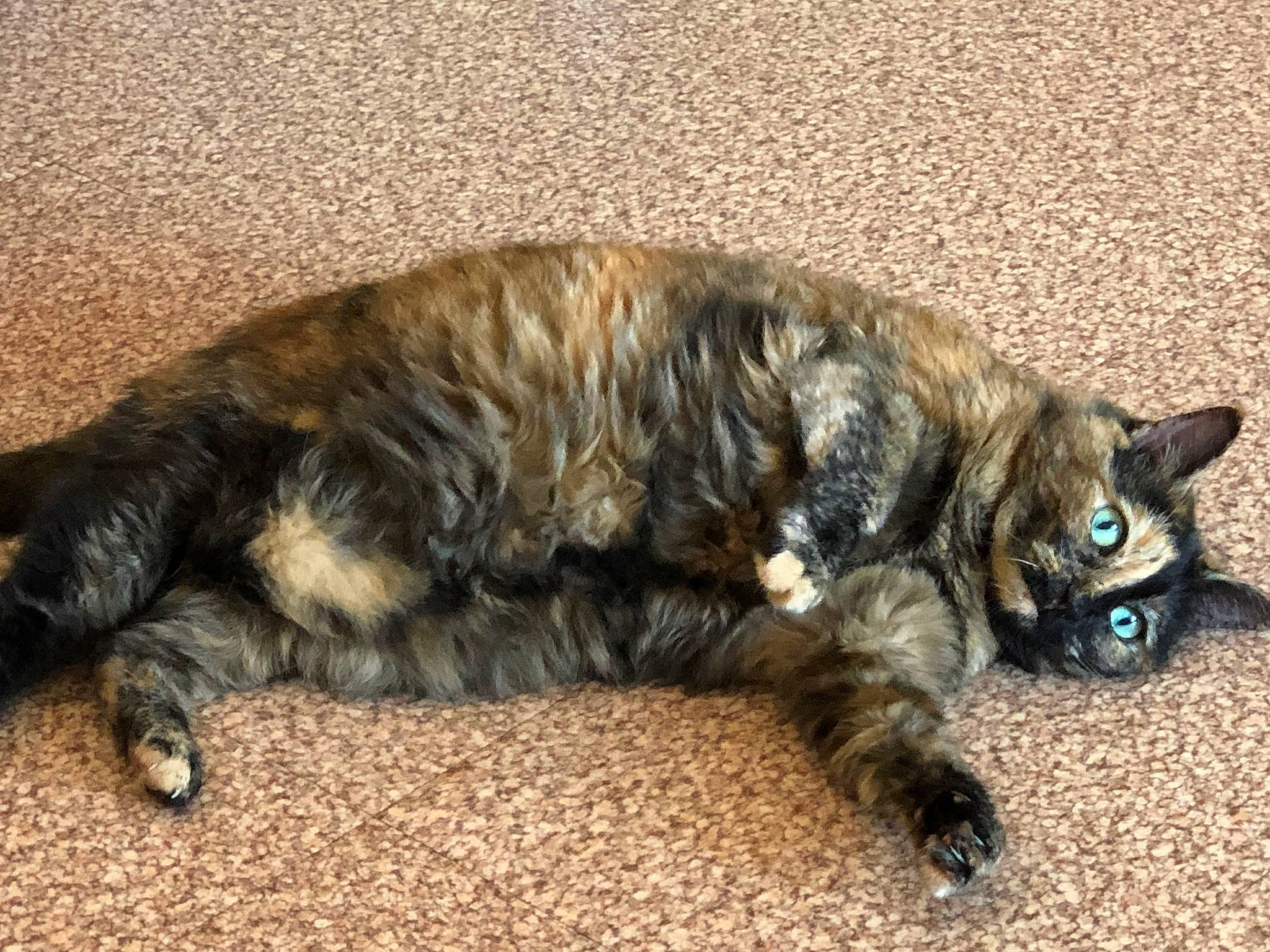 Brindille participe au concours pour gagner de l'argent avec cette photo : carnivore, cat, claw, domestic_short_haired_cat, dragon_li, european_shorthair, fawn, felidae, fur, kitten, kurilian_bobtail, nap, paw, sleep, small_to_medium_sized_cats, tabby_cat, tail, toyger, whiskers