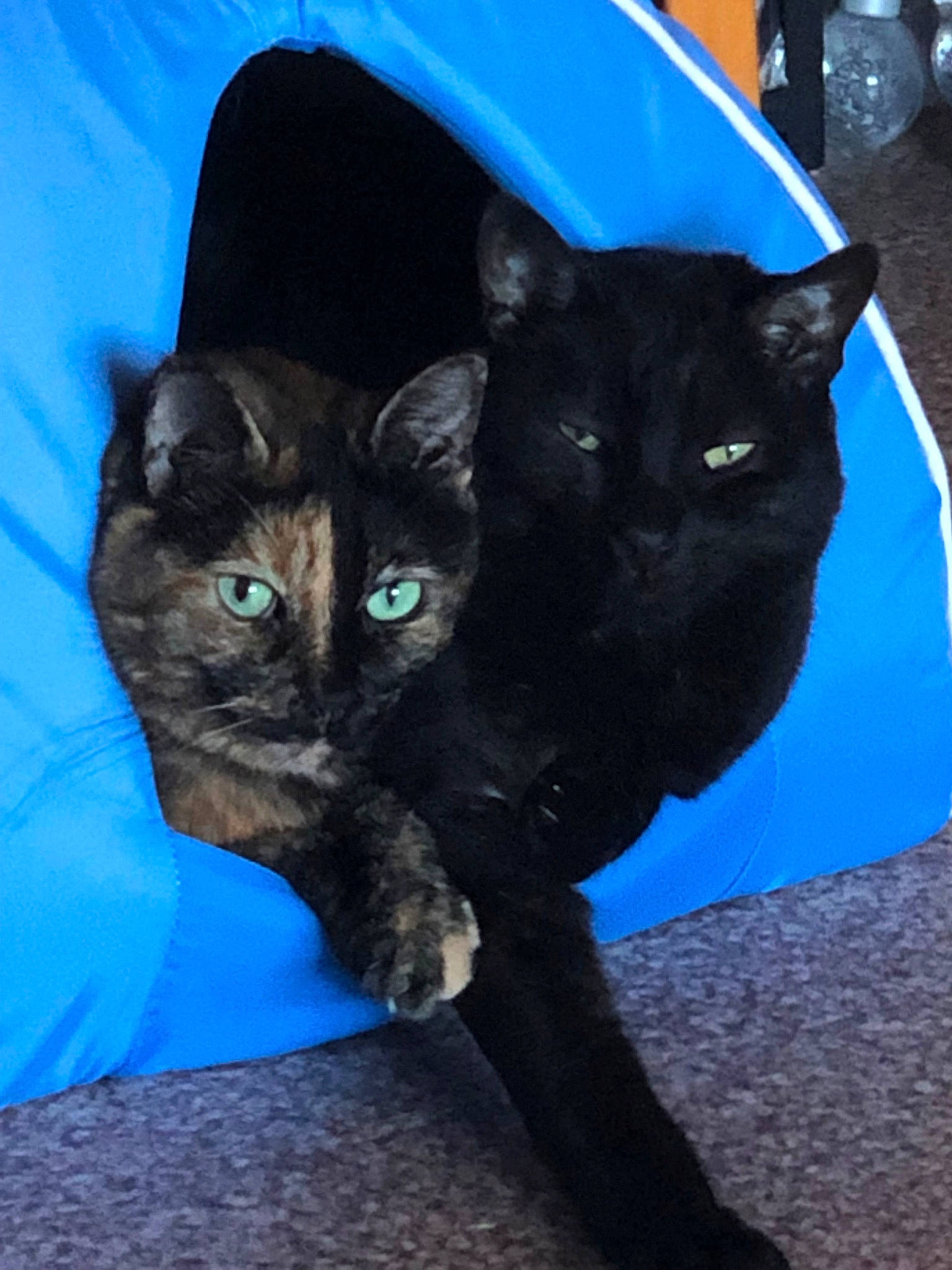 Bandit participe au concours pour gagner de l'argent avec cette photo : asian, black, black_cat, bombay, carnivore, cat, claw, domestic_short_haired_cat, ear, european_shorthair, eye, felidae, fur, german_rex, kitten, mammal, small_to_medium_sized_cats, snout, tail, whiskers