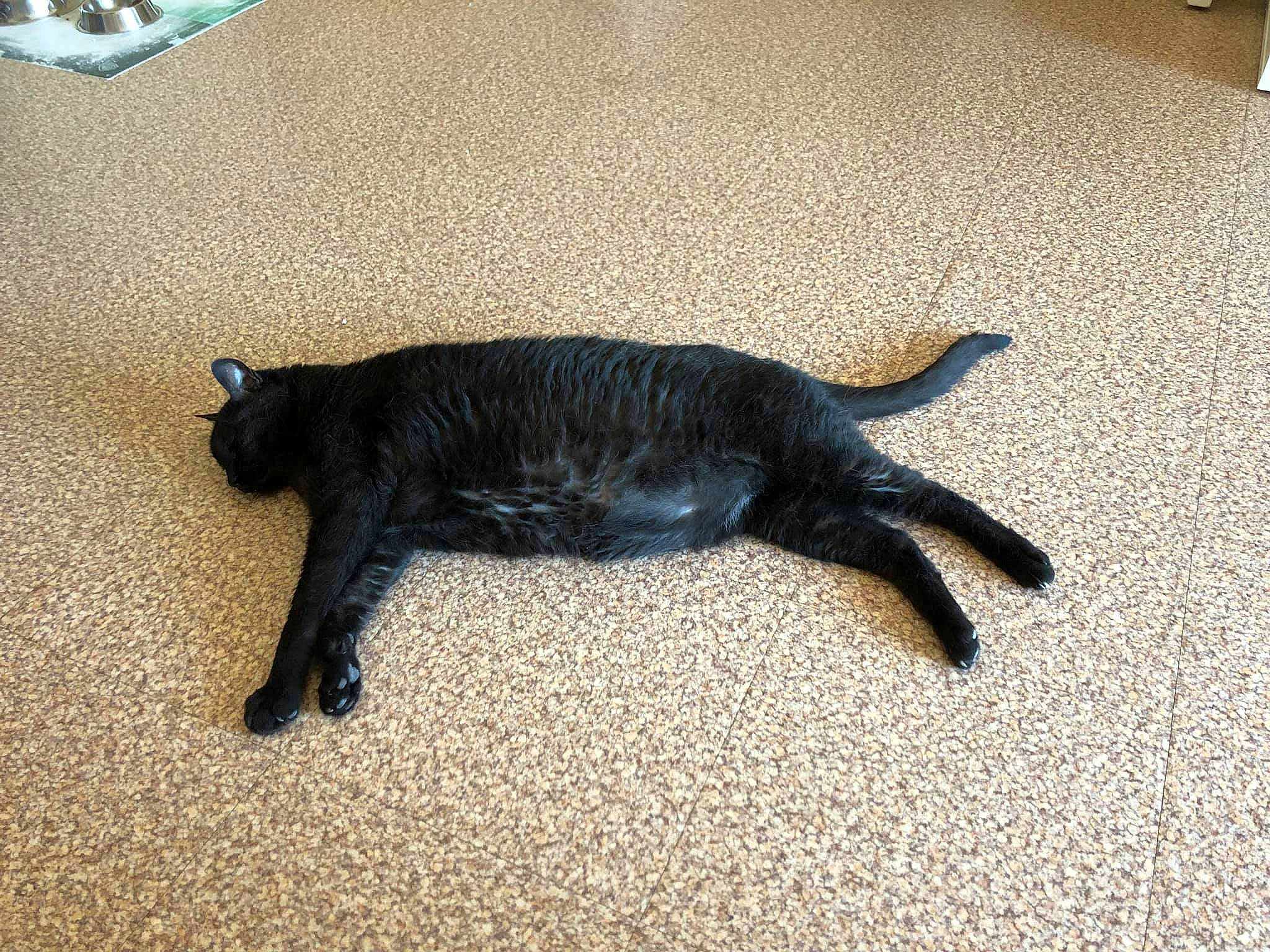 Bandit participe au concours pour gagner de l'argent avec cette photo : black, black_cat, carnivore, cat, claw, domestic_short_haired_cat, european_shorthair, felidae, floor, fur, paw, sand, small_to_medium_sized_cats, tail, whiskers