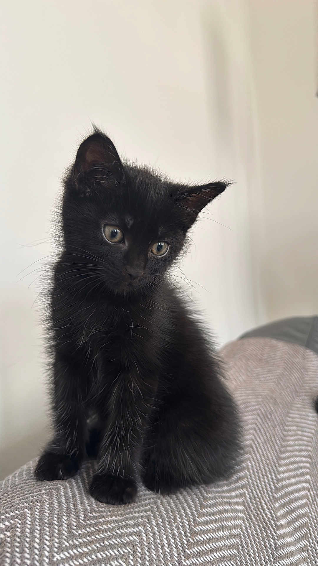 Lyla joined the competition — help win amazing prizes! black_kitten, cat, kitten, pet, animal, fur, whiskers, ears, eyes, sitting, cute, indoor, blanket, texture, soft, young, small, feline, adorable, curious