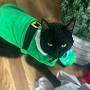 Sosha is registered to the contest to win money with this photo: black_cat, cat, pet, green_clothing, costume, indoor, wooden_floor, curious, animal, feline, eyes, holiday, decor, close_up, domestic_animal, fur, whiskers, mammal, looking_up, cute