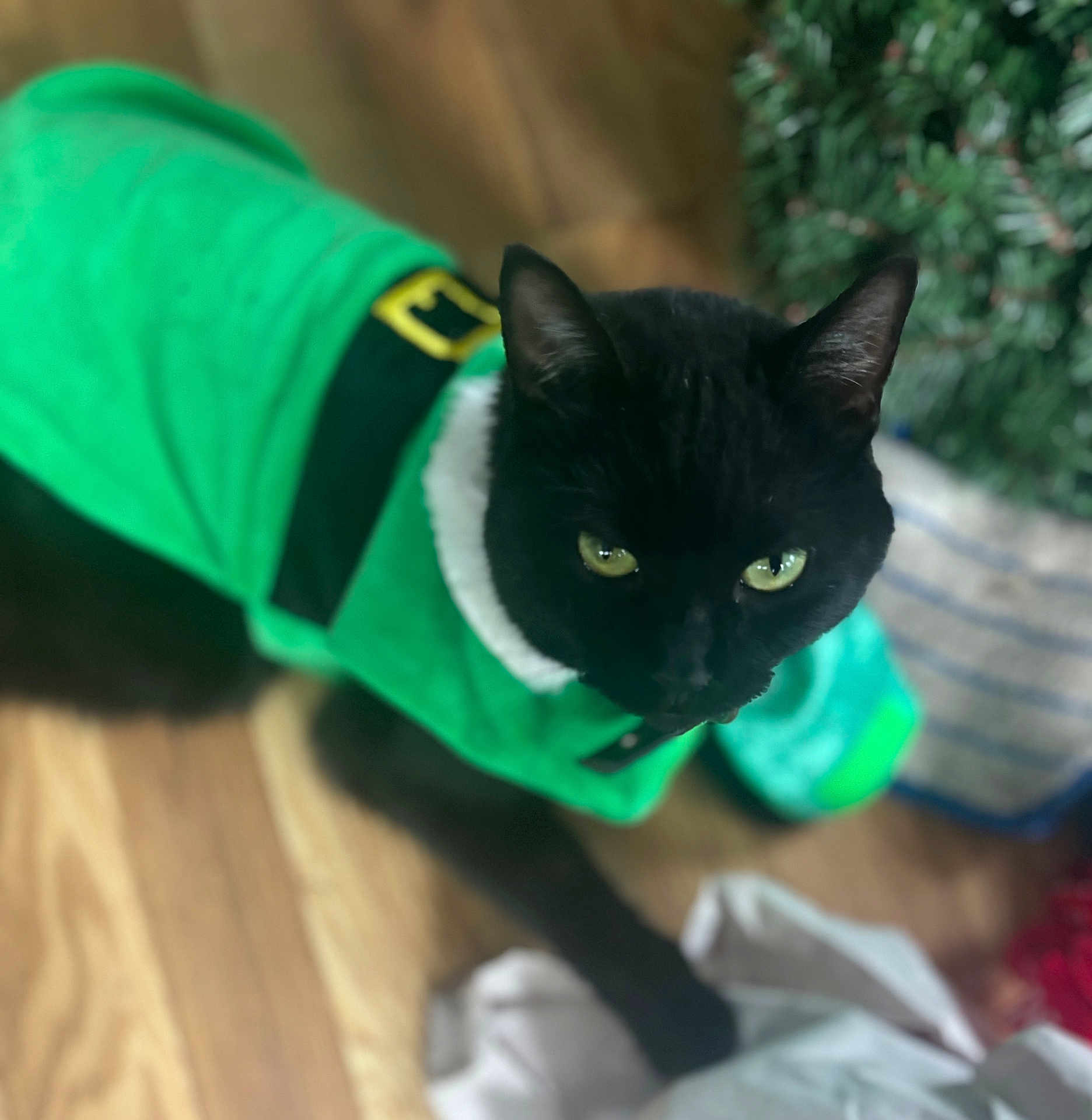 Sosha is registered to the contest to win money with this photo: black_cat, cat, pet, green_clothing, costume, indoor, wooden_floor, curious, animal, feline, eyes, holiday, decor, close_up, domestic_animal, fur, whiskers, mammal, looking_up, cute
