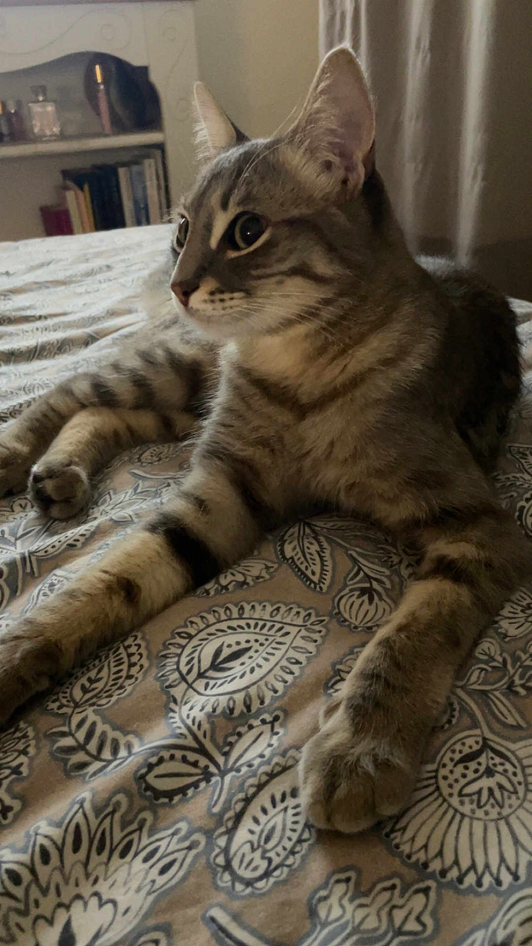 Bali a rejoint le concours — aidez-le/la à gagner de superbes lots ! cat, tabby_cat, pet, indoor, bedspread, pattern, feline, animal, relaxed, curious, ears, whiskers, paws, fur, bedroom, furniture, bookshelf, curtain, soft_light, domestic