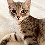 Bali participe au concours pour gagner de l'argent avec cette photo : cat, kitten, tabby, pet, animal, fur, whiskers, ears, eyes, face, paw, blanket, soft_texture, indoor, cute, young, resting, looking, closeup, curious