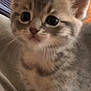 kitten, cat, gray_tabby, close_up, cute, fur, whiskers, ears, eyes, pet, animal, indoor, cozy, soft, striped_background, young, small, feline, domestic_cat, portrait