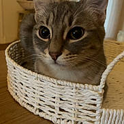 Bali participe au concours pour gagner de l'argent avec cette photo : cat, tabby, basket, wooden_table, indoor, pet, feline, cozy, curious, whiskers, ears, closeup, domestic_cat, home, furniture, soft_light, eyes, face, animal, cute