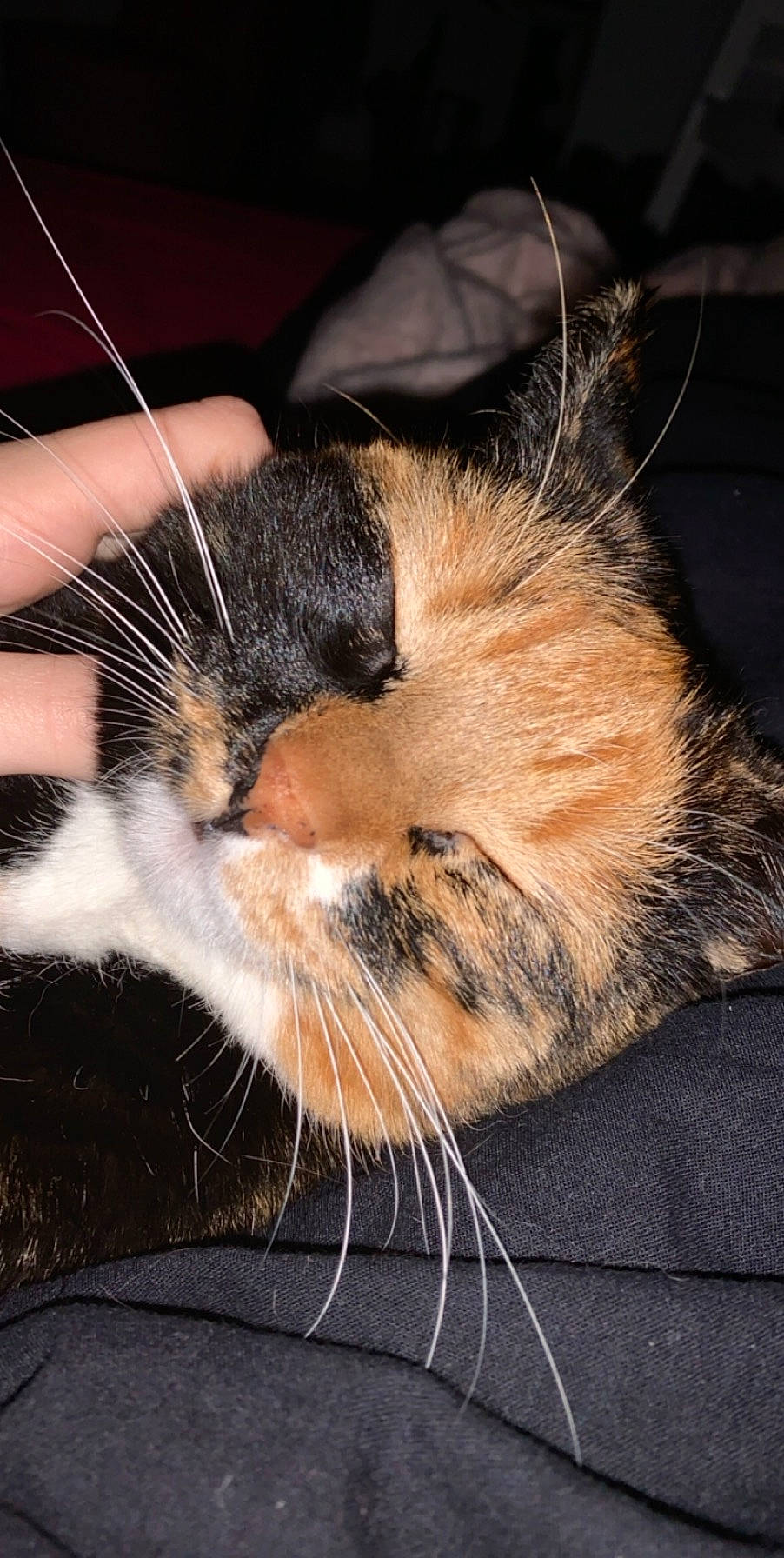 Channel a rejoint le concours — aidez-le/la à gagner de superbes lots ! carnivore, cat, claw, close_up, domestic_short_haired_cat, ear, european_shorthair, felidae, fur, nose, sleep, small_to_medium_sized_cats, snout, tabby_cat, whiskers