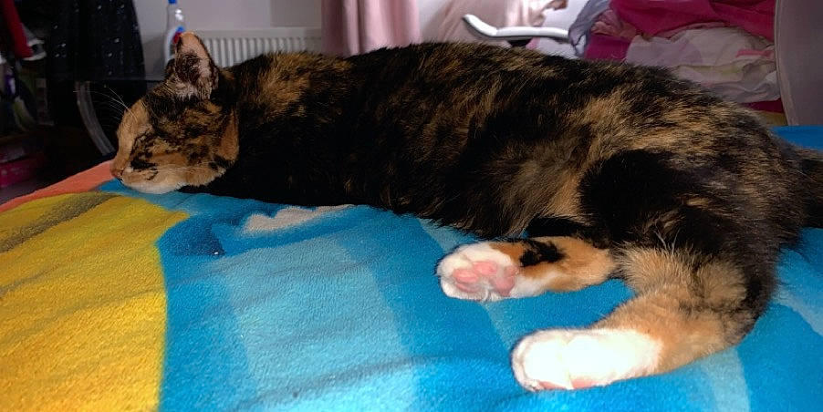 Channel a rejoint le concours — aidez-le/la à gagner de superbes lots ! canidae, carnivore, cat, dog_breed, domestic_short_haired_cat, european_shorthair, felidae, fur, kitten, mammal, nap, paw, sleep, small_to_medium_sized_cats, tail, vertebrate, whiskers