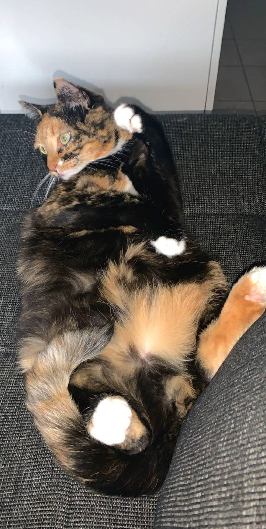 Channel a rejoint le concours — aidez-le/la à gagner de superbes lots ! canidae, carnivore, cat, claw, dog_breed, european_shorthair, felidae, fur, kitten, mammal, paw, puppy, small_to_medium_sized_cats, tabby_cat, tail, whiskers