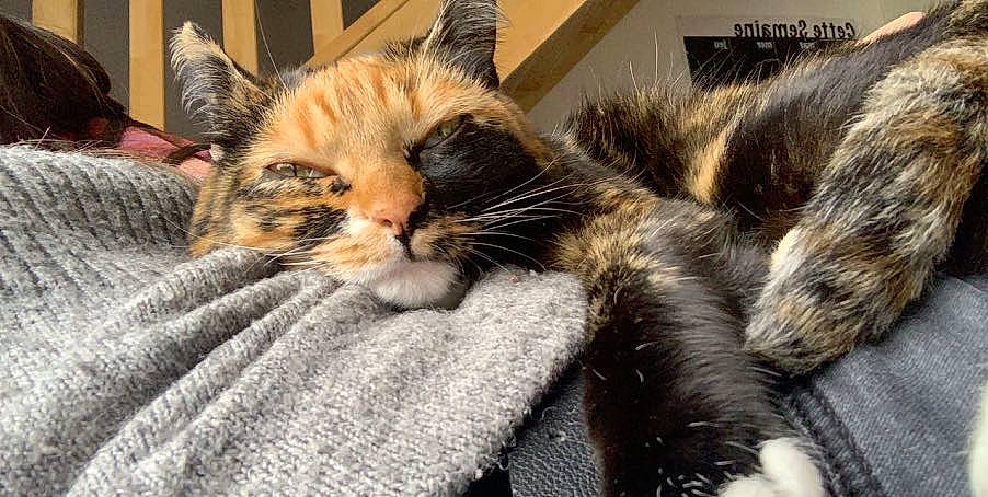 Channel participe au concours pour gagner de l'argent avec cette photo : asian, carnivore, cat, claw, domestic_short_haired_cat, dragon_li, european_shorthair, felidae, fur, kitten, maine_coon, mammal, norwegian_forest_cat, paw, pixie_bob, polydactyl_cat, small_to_medium_sized_cats, tabby_cat, whiskers