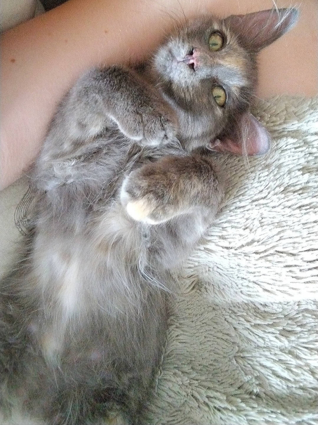 Louna participe au concours pour gagner de l'argent avec cette photo : british_longhair, carnivore, cat, claw, domestic_short_haired_cat, fawn, felidae, fur, grey, paw, russian_blue, small_to_medium_sized_cats, tail, terrestrial_animal, whiskers