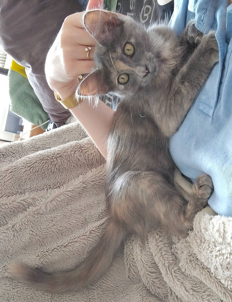 Louna participe au concours pour gagner de l'argent avec cette photo : black_cat, carnivore, cat, claw, comfort, domestic_short_haired_cat, fawn, felidae, fur, grey, human_leg, nail, nap, paw, sitting, small_to_medium_sized_cats, snout, tail, thigh, whiskers