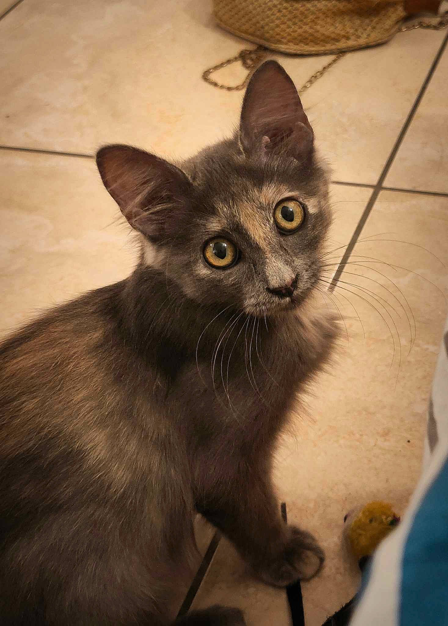 Louna participe au concours pour gagner de l'argent avec cette photo : black_cat, carnivore, cat, claw, comfort, domestic_short_haired_cat, felidae, flooring, fur, grey, havana_brown, paw, small_to_medium_sized_cats, snout, tail, terrestrial_animal, tonkinese, whiskers, window