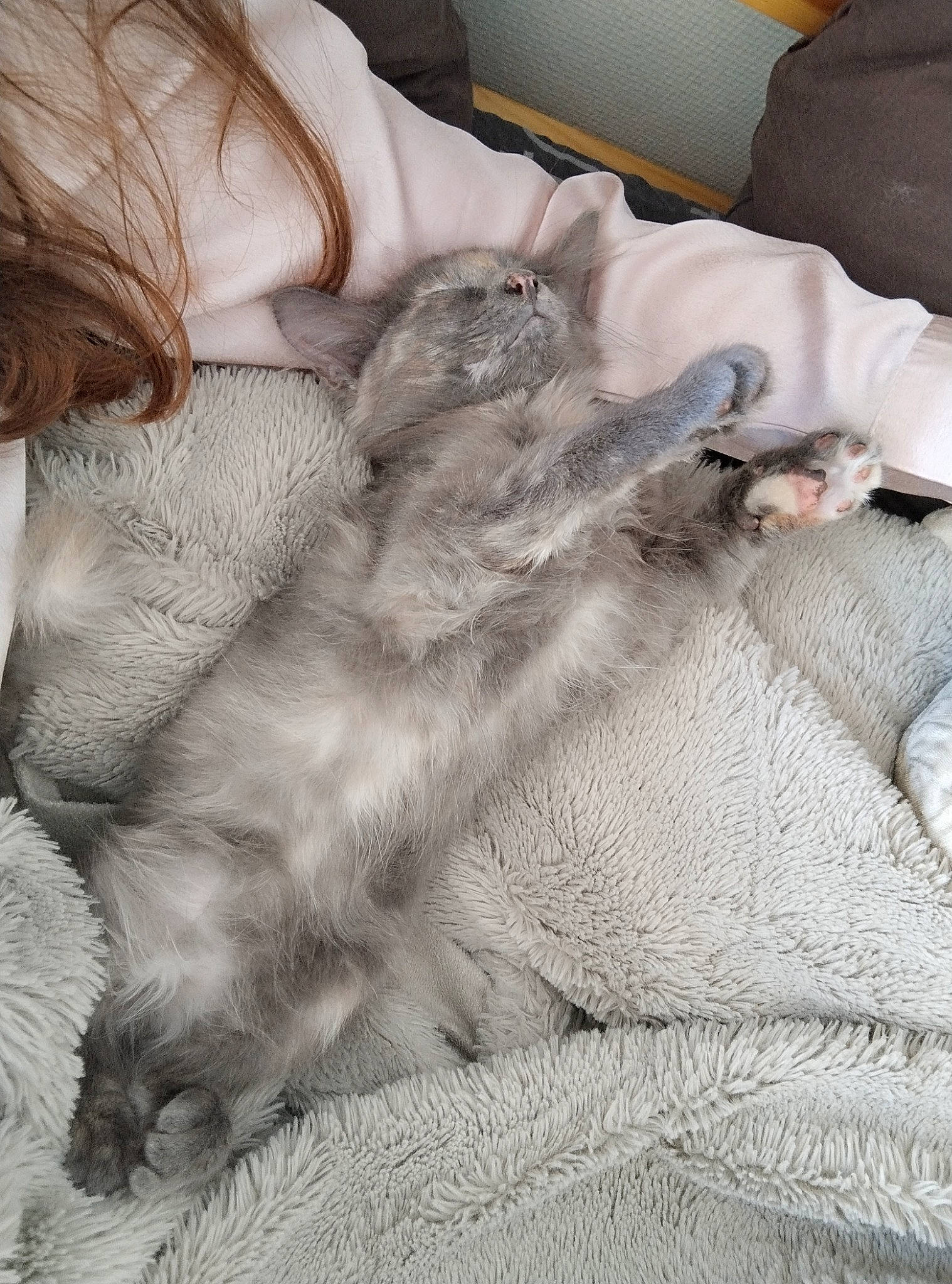 Louna a rejoint le concours — aidez-le/la à gagner de superbes lots ! carnivore, cat, claw, comfort, companion_dog, domestic_short_haired_cat, felidae, fur, grey, human_leg, linens, nap, paw, small_to_medium_sized_cats, tail, textile, whiskers, wool