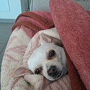 Aurore participe au concours pour gagner de l'argent avec cette photo : blanket, closeup, comfort, couch, cozy, cute, dog, ears, face, fur, home, indoor, nap, pet, resting, sleepy, small_dog, soft_texture, warm, white_dog