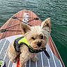 dog, small_dog, life_jacket, paddleboard, water, lake, can, pet, outdoor, summer, animal, fur, cute, floating, leash, wood_texture, foot, pink_nail_polish, adventure, recreation