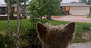 Sparky is registered to the contest to win money with this photo: animal, back_view, calm, cloudy, daytime, dog, fur, grass, house, nature, outdoor, pet, porch, quiet, residential, sidewalk, street, suburban, tree, yard